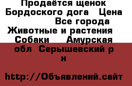 Продаётся щенок Бордоского дога › Цена ­ 37 000 - Все города Животные и растения » Собаки   . Амурская обл.,Серышевский р-н